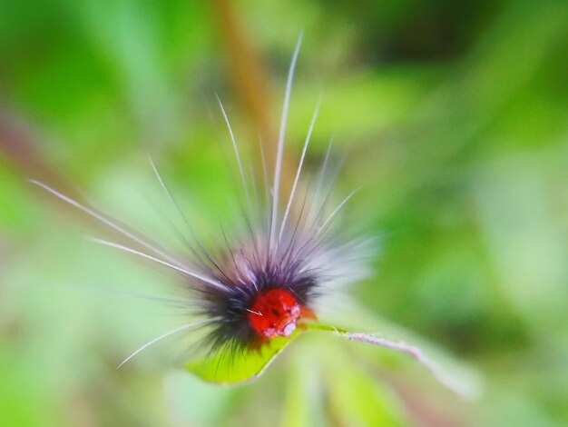 Close-up of insect on flower