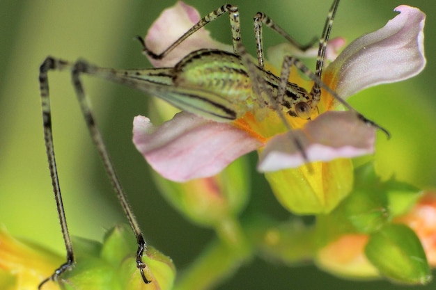 Close-up of insect on flower