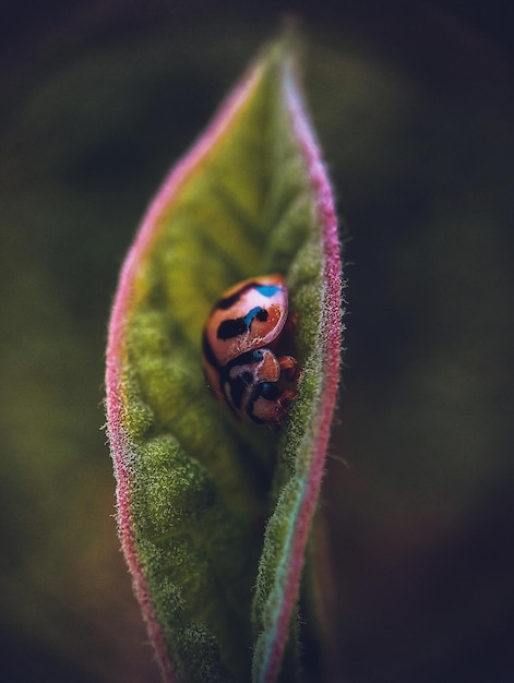 Close-up of insect on flower
