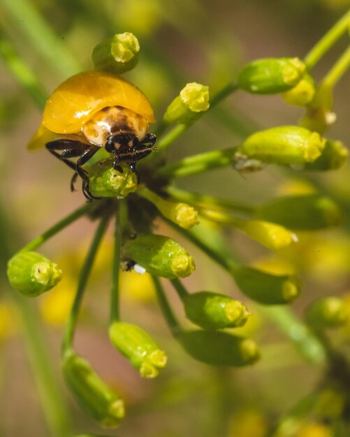 Foto prossimo piano di un insetto sul fiore