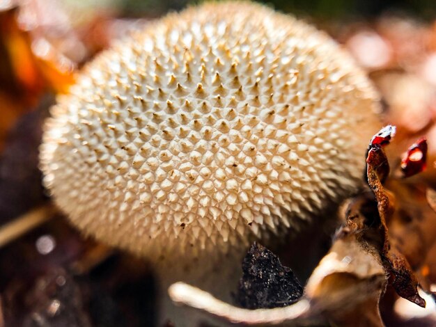 Foto prossimo piano di un insetto sul fiore