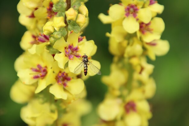 Close-up of insect on flower