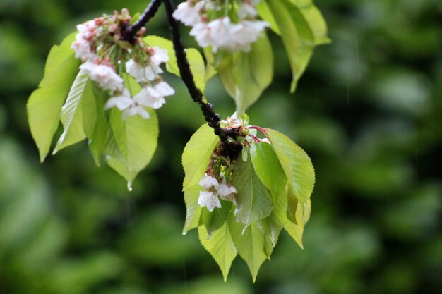 Foto prossimo piano di un insetto su una pianta da fiore