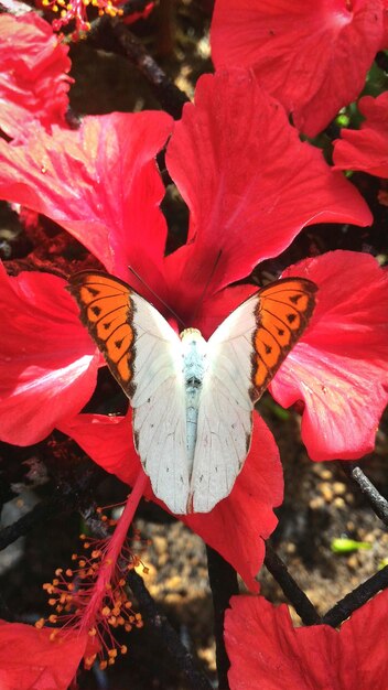 Close-up of insect on flowers