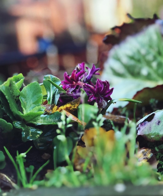 Foto prossimo piano di un insetto sui fiori