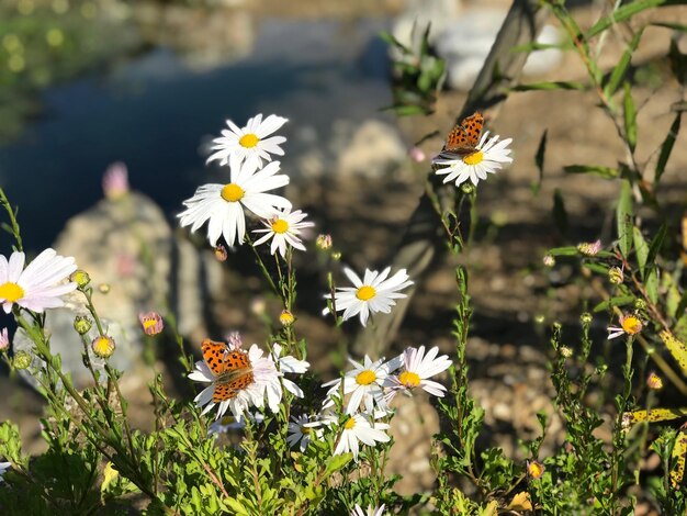 花の上の昆虫のクローズアップ