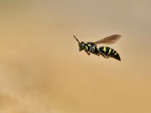 Photo close-up of insect flying in mid-air