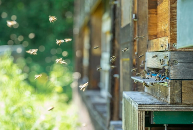 Photo close-up of insect flying