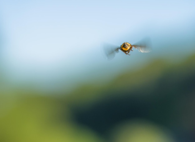 Photo close-up of insect flying