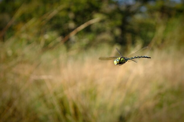 Close-up of insect flying