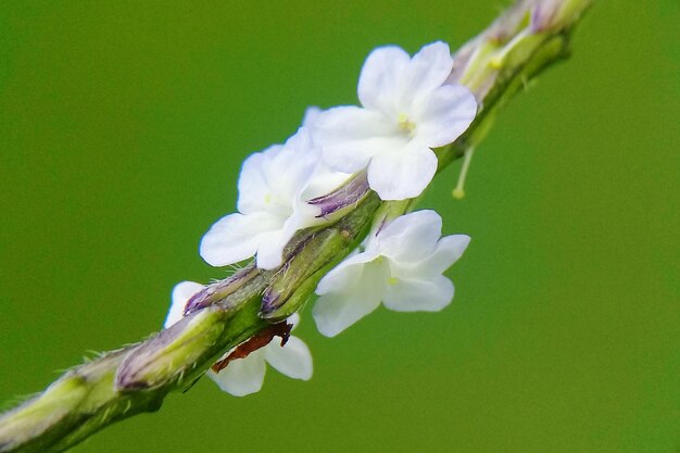 Close-up of insect on fresh flower