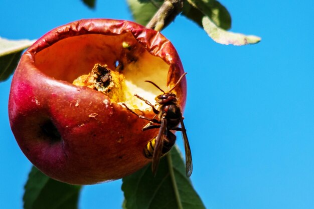 Photo close-up of insect on fruit