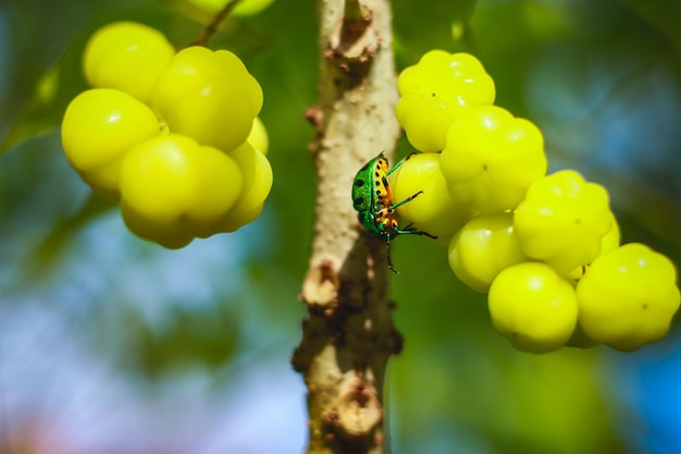 close-up of insect on fruit