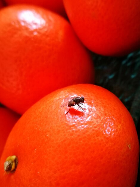 Close-up of insect on fruit