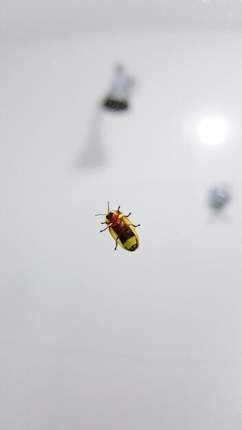 Photo close-up of insect on glass surface