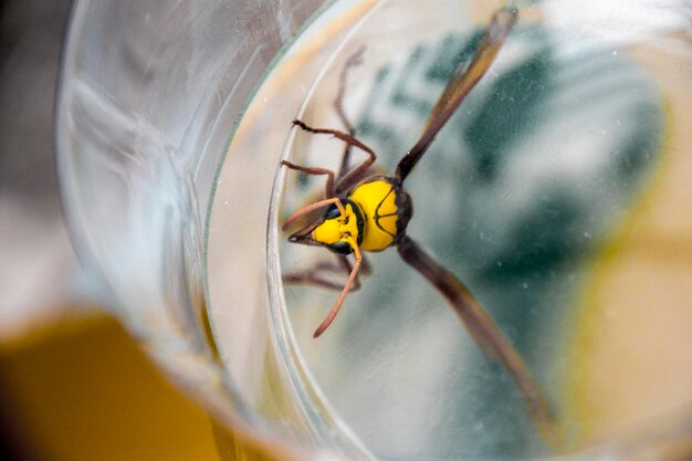 Photo close-up of insect on glass
