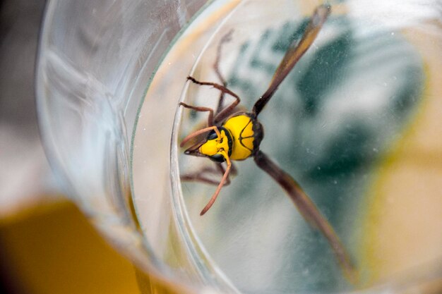 close-up of insect on glass