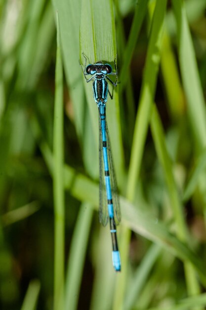 Close-up of insect on grass against blurred background