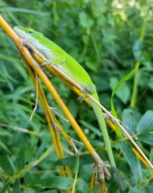 Close-up of insect on grass