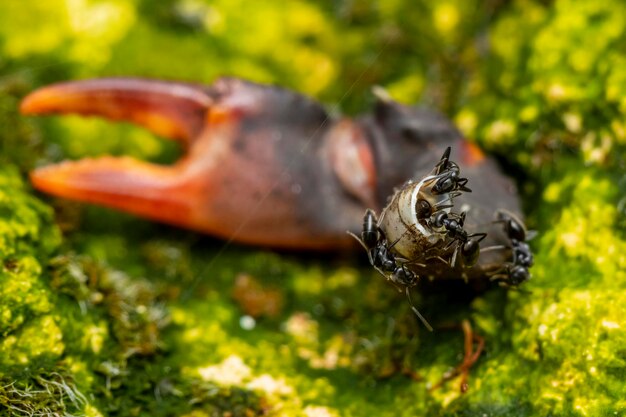 Close-up of insect on grass