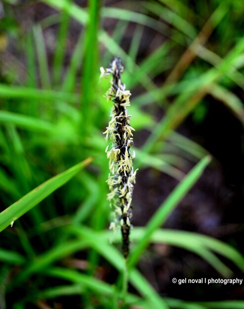 Close-up of insect on grass