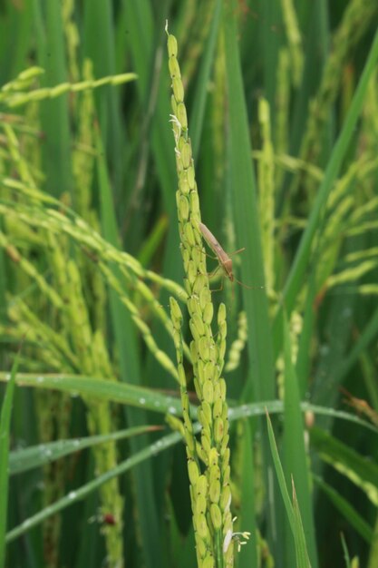 Close-up of insect on grass