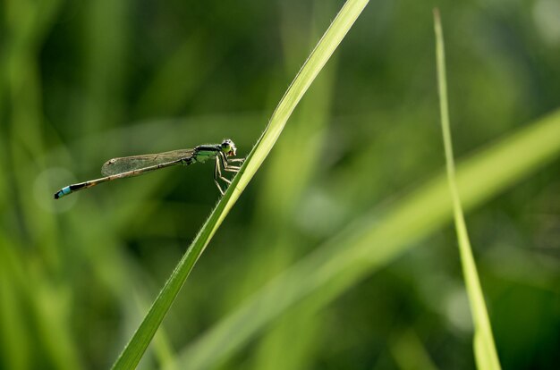 Close-up of insect on grass