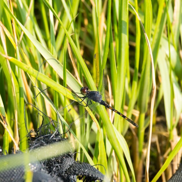 Photo close-up of insect on grass