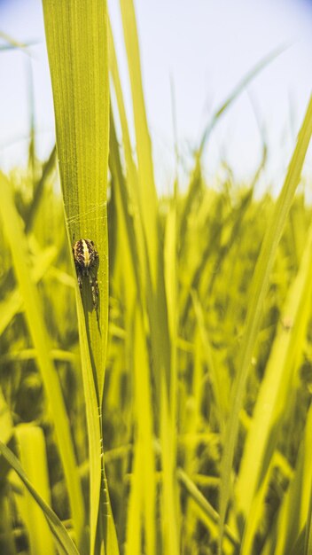 Close-up of insect on grass