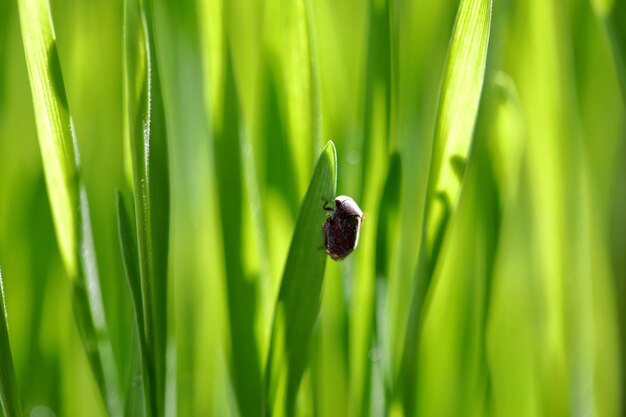 Close-up of insect on grass