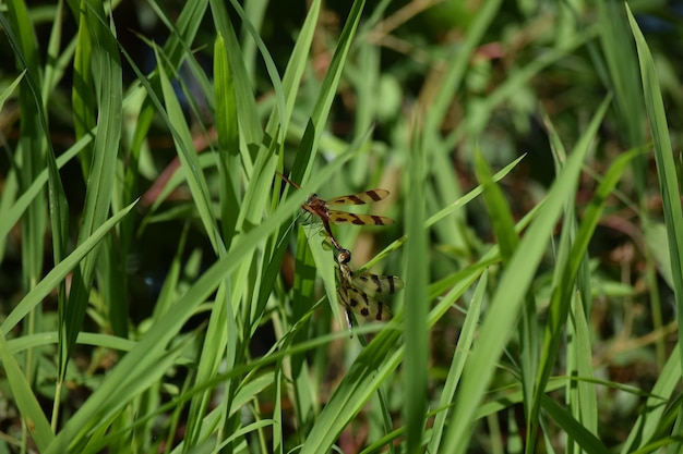 Photo close-up of insect on grass