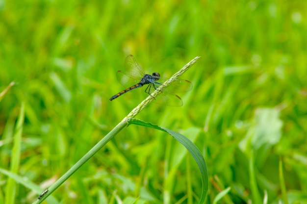 Photo close-up of insect on grass