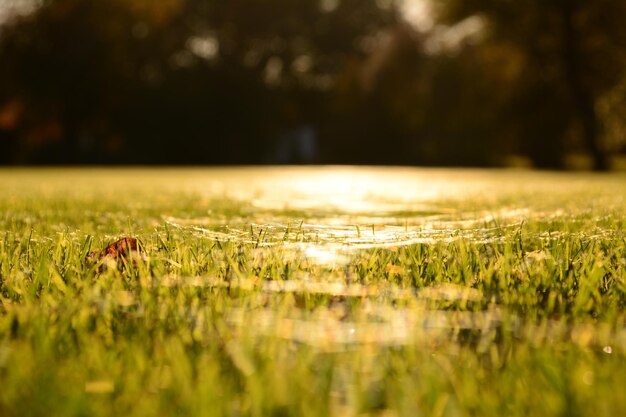 Close-up of insect on grass