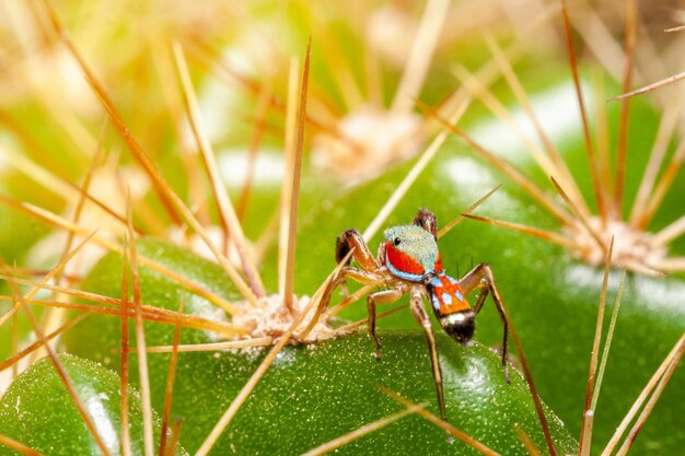 Photo close-up of insect on grass