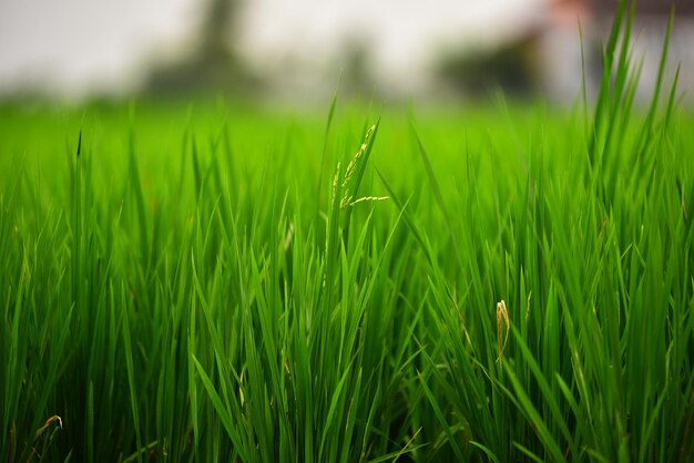 Photo close-up of insect on grass