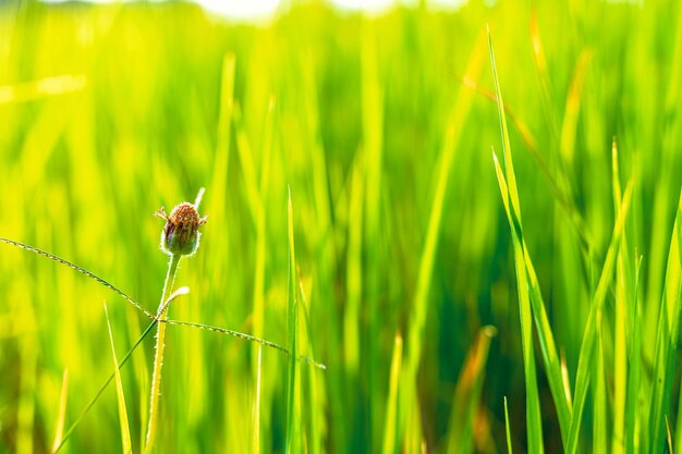 Close-up of insect on grass