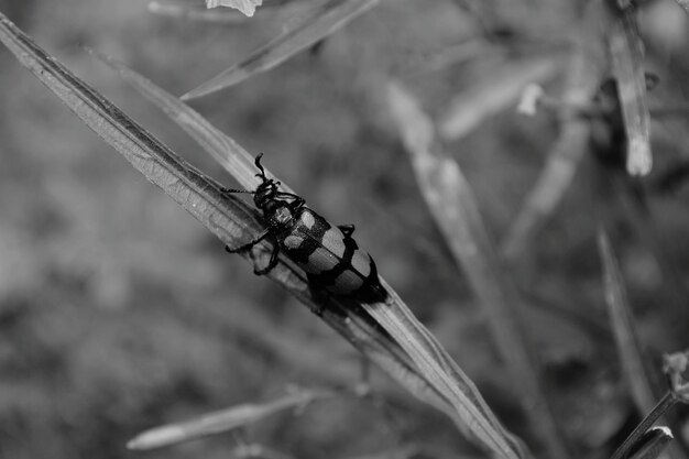 Photo close-up of insect on grass