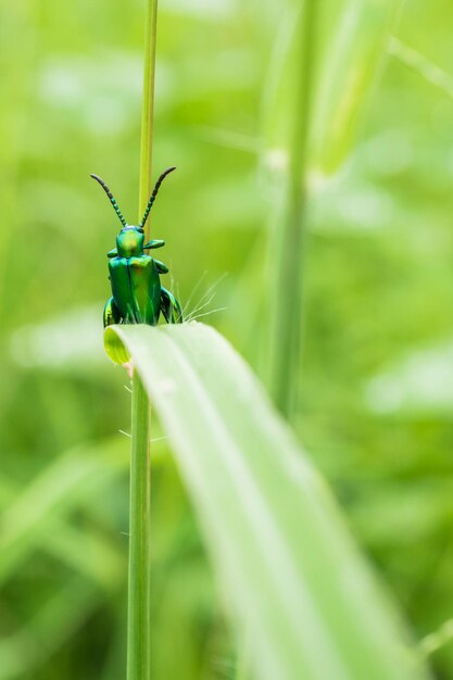 草の上にある昆虫のクローズアップ