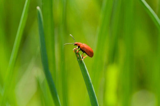 Close-up of insect on grass