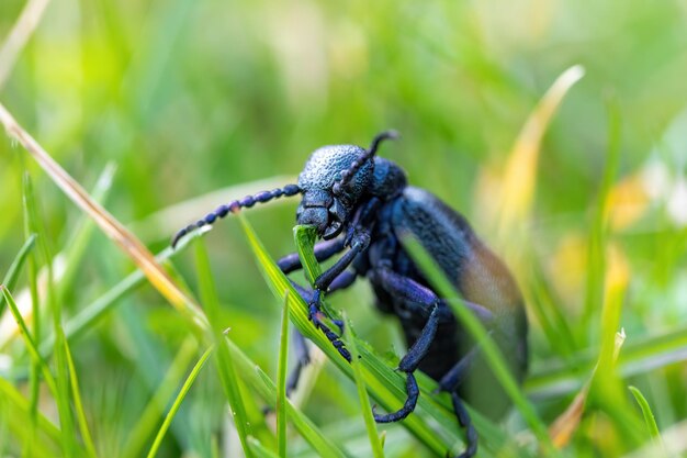 Close-up of insect on grass