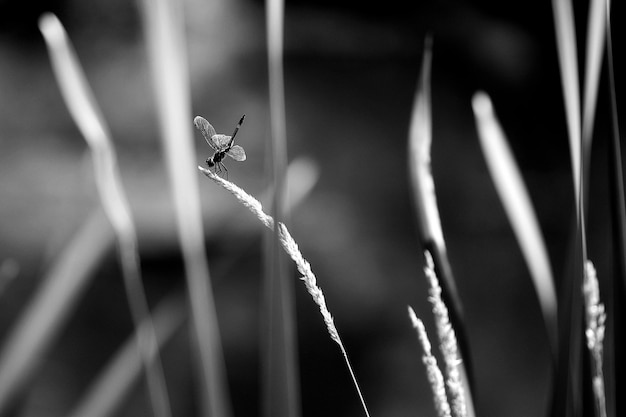 Foto prossimo piano di un insetto sull'erba