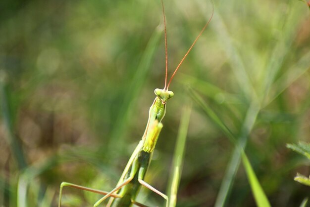 Photo close-up of insect on grass