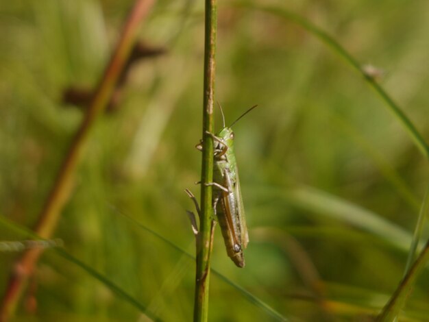 Foto prossimo piano di un insetto sull'erba