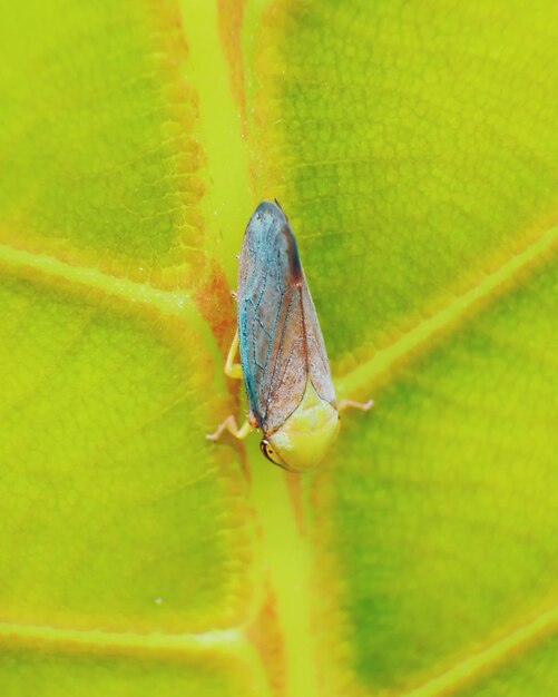 Close-up of insect on grass