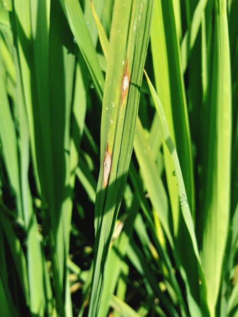 Close-up of insect on grass