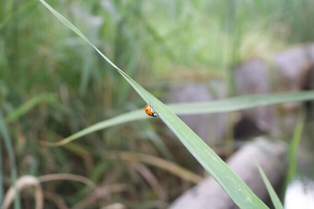 Photo close-up of insect on grass