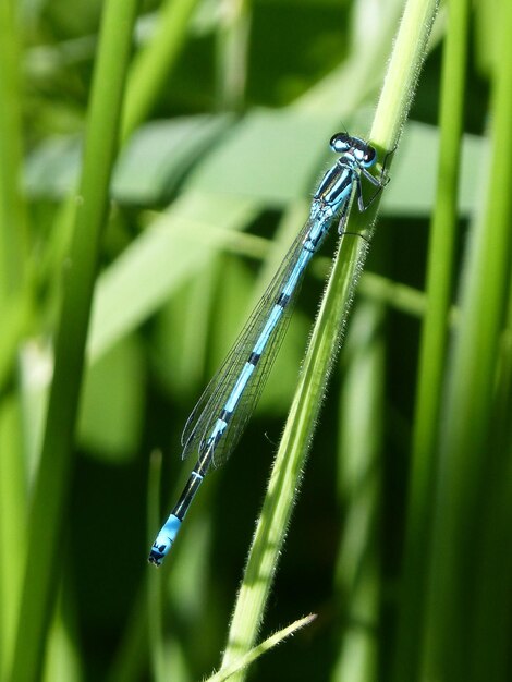 Close-up of insect on grass