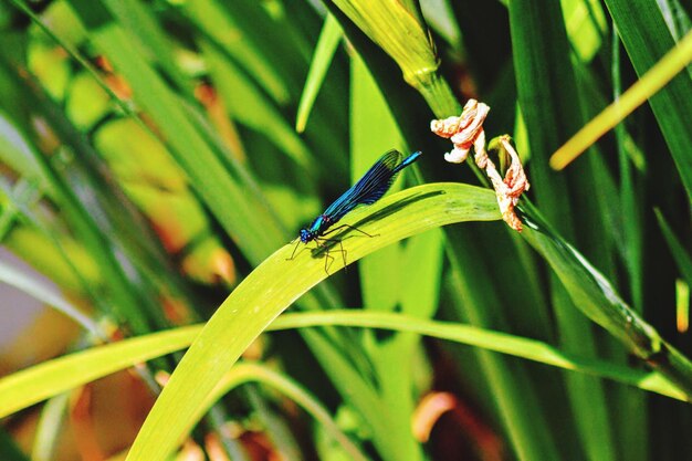 Close-up of insect on grass