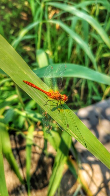 Close-up of insect on grass