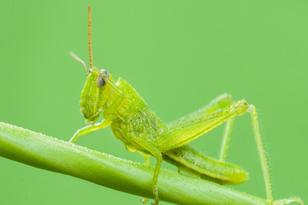 Foto close-up di un insetto cavalletta su un ramo contro uno sfondo verde